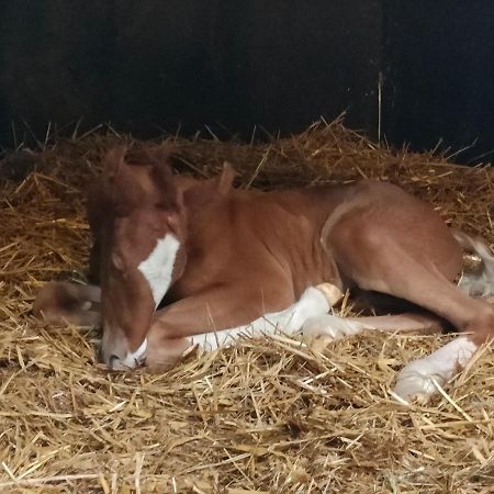 Haras Des Buissonnets Lejlighed Bois-Anzeray Eksteriør billede