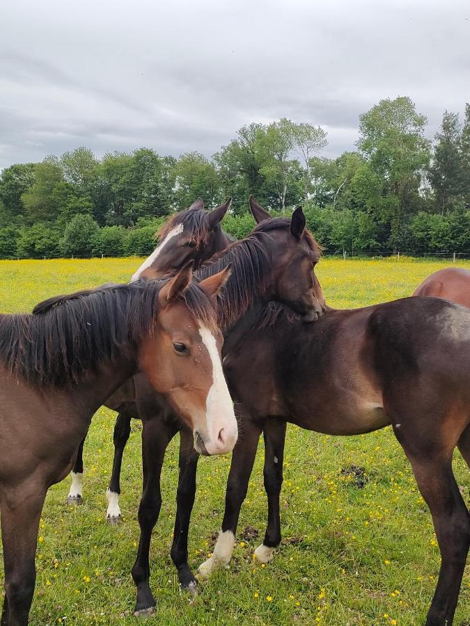 Haras Des Buissonnets Lejlighed Bois-Anzeray Eksteriør billede
